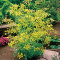 Spark Dill Seeds 200 g