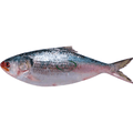 Hilsha Fish 1 kg