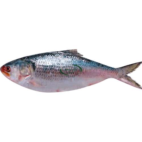 Hilsha Fish 1 kg