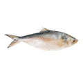 Hilsha 500 - 800 g