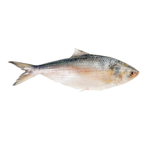 Hilsha 500 - 800 g
