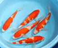 Koi Fish 1 kg