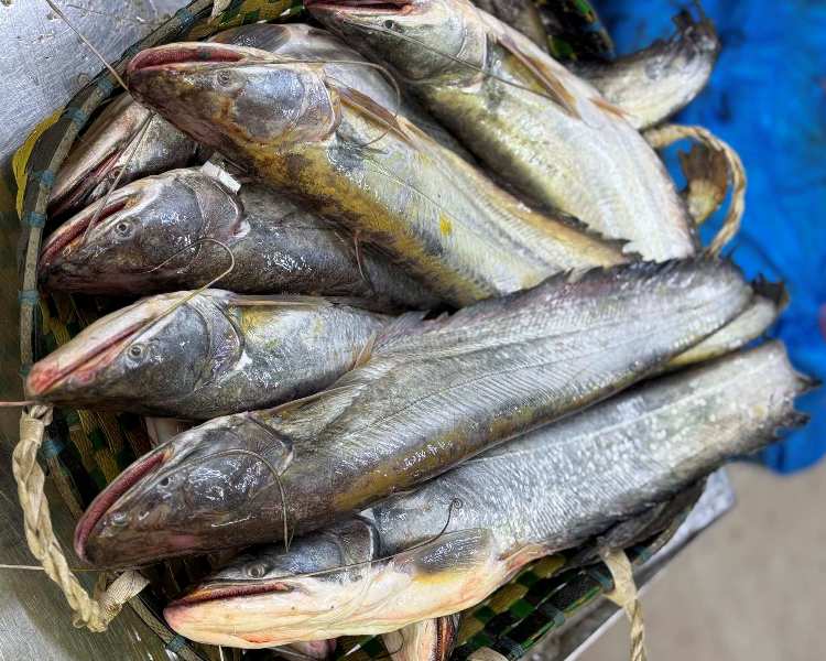 Boal Fish 1 kg