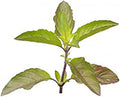 Ics Tulsi Leaves 50 g