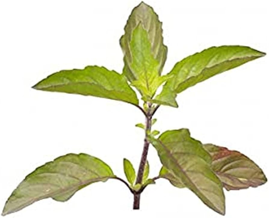 Ics Tulsi Leaves 50 g