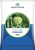Pramukh Cporiander Seed 1 kg