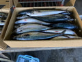 Aqua Frozen Anchovy 700 g