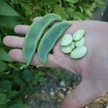 Gajanand Lima Beans 5 kg