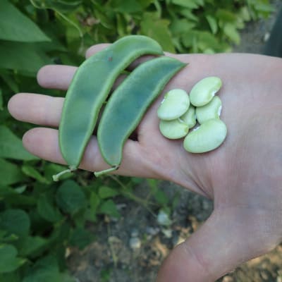 Gajanand Lima Beans 5 kg