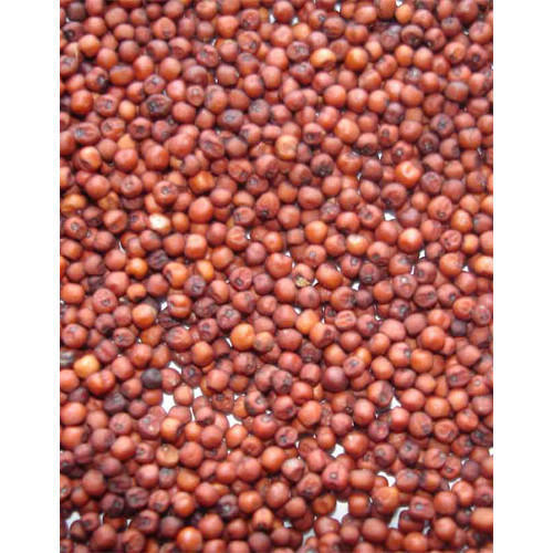 TSF Ragi Seed 500 g
