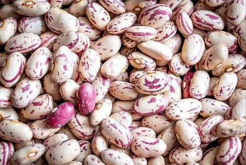 Saurbhi Borlotti (Cranberyy) Beans 1 kg
