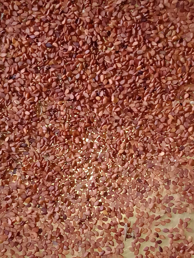 Kathmandu Brown Sesame Seed 500 g