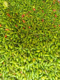 Avatar Dry Chillies 100 g