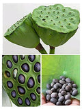 Spark Kamal Gatta(Kamal Kakadi) 100 g