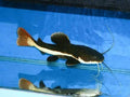 Aqua Cat Fish 700 g