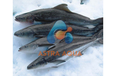 Aqua Cobia Fish 700 g
