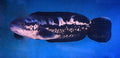 Aqua Snakehead Fish 700 g