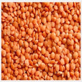 Red Lentil 495 g
