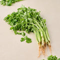 Coriander 1 pc