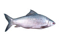 Mrigal 1 kg