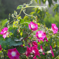 6 Compartment Plate 25 Pieces
