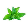 Spark Mint Leaves 50 g