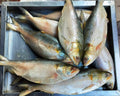 Hilsa Up To 2 kg